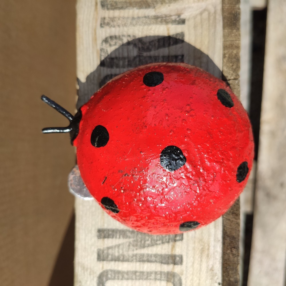 cuddly ladybird